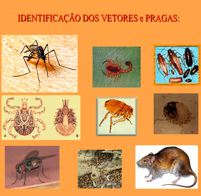 Foto do Controle de Praga e Vetores